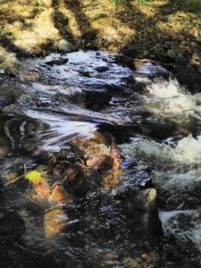 L'Erdre, aux Arcades de Joué-sur-Erdre