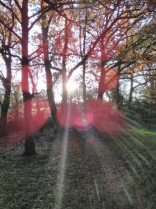 Les arbres, autour de la chapelle Saint Clément...