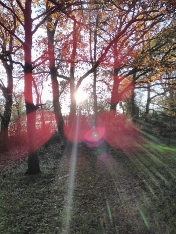 Les arbres, autour de la chapelle Saint Clément...