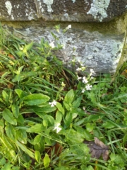 Fleurs de silène
