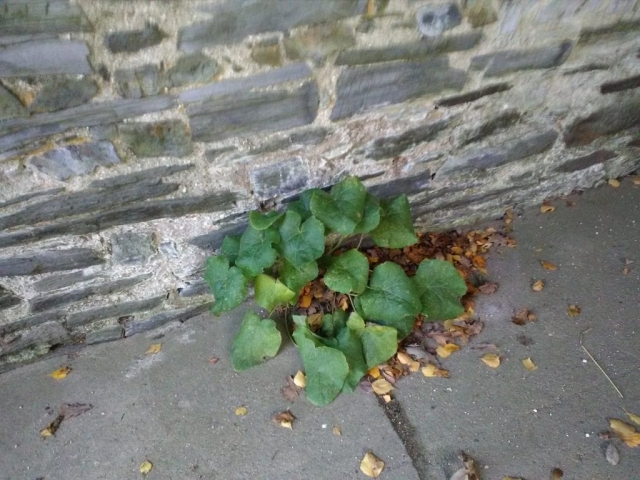 Rose trémière, sous le porche de la chapelle Saint Clément