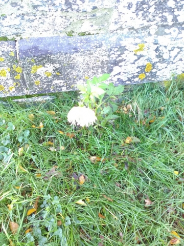 Dahlia blanc, à l'entrée de la chapelle Saint Clément