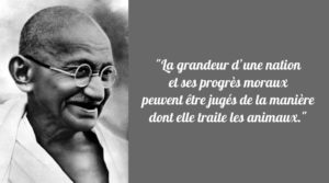Gandhi - La façon dont on voit les animaux