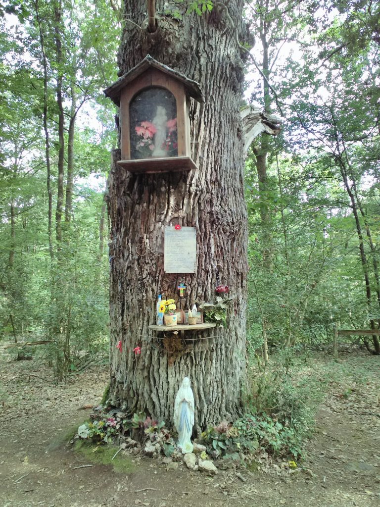 Le Chêne aux Clous du Pâtisseau (juillet 2019) Le Chêne aux Clous du Pâtisseau (juillet 2019)