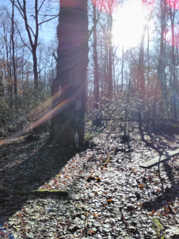 chene-clous-patisseau-decembre-2019-lumineux-soleil-03