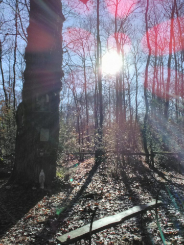 chene-clous-patisseau-decembre-2019-lumineux-soleil-04