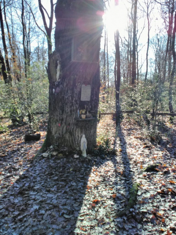 chene-clous-patisseau-decembre-2019-lumineux-soleil-05