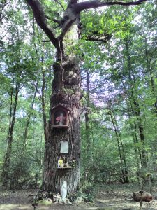 Le Chêne aux Clous du Pâtisseau, arbre dédié à Marie Le Chêne aux Clous du Pâtisseau, arbre dédié à Marie