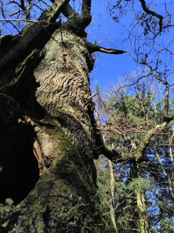 tronc-chene-clous-patisseau-decembre-2019