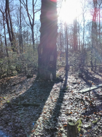 vue-ensemble-chene-clous-patisseau