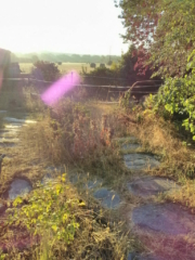 Orbe violet, août 2019, dans mon jardin Orbe violet, août 2019, dans mon jardin