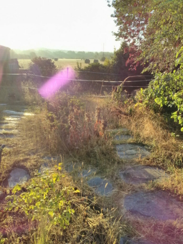 Orbe violet, août 2019, dans mon jardin Orbe violet, août 2019, dans mon jardin
