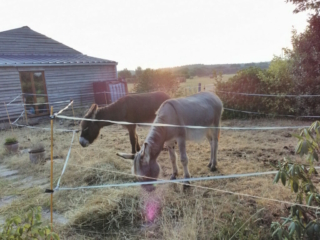 Orbe violet août 2019, dans mon jardin Orbe violet août 2019, dans mon jardin