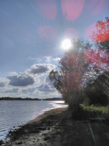 Orbes violets et verts, étang de la Provostière (44), août 2019 Orbes violets et verts, étang de la Provostière (44), août 2019