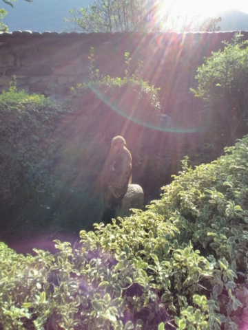 Orbes autour d'un aigle, août 2019, Hautes-Pyrénées (Beaucens) Orbes autour d'un aigle, août 2019, Hautes-Pyrénées (Beaucens)