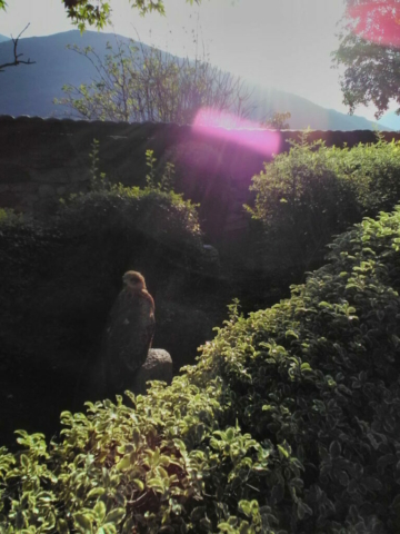 Orbes autour d'un aigle, dans les Pyrénées (Beaucens) Orbes autour d'un aigle, dans les Pyrénées (Beaucens)