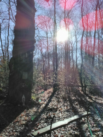 Orbes au Chêne aux Clous du Pâtisseau (44) Orbes au Chêne aux Clous du Pâtisseau (44)