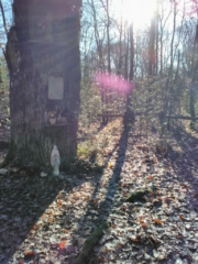 Orbe violet au Chêne aux Clous du Pâtisseau (44) Orbe violet au Chêne aux Clous du Pâtisseau (44)