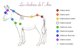 Les chakras de l'Âne