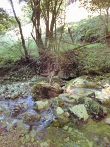 Dans les branchettes : un dragon aux teintes violettes