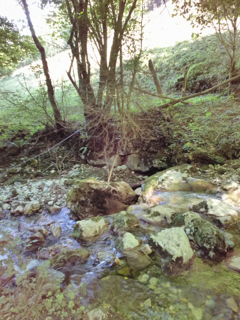 Dans les branchettes : un dragon aux teintes violettes