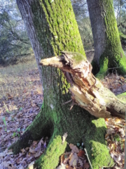 Un oiseau posé sur un tronc : l'esprit du pivert ?