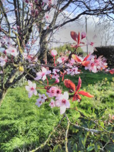 Prunus en fleurs