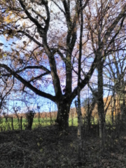 Une grande main noire sortant de terre