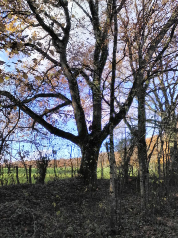 Une grande main noire sortant de terre