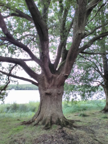 Une tête d'oiseau dans le tronc de l'arbre
