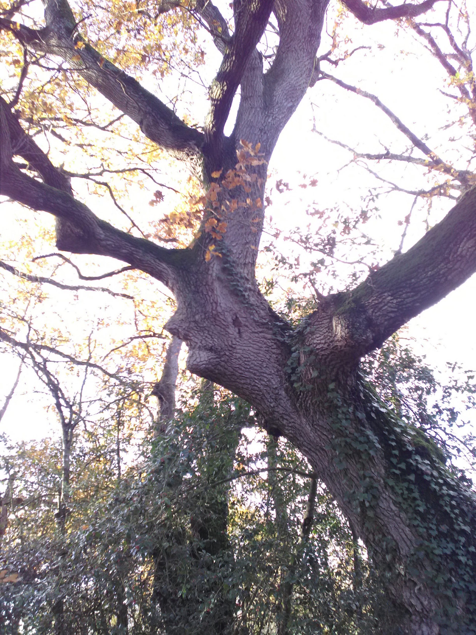 Un visage sur un vieux chêne : l'âme de l'arbre ?