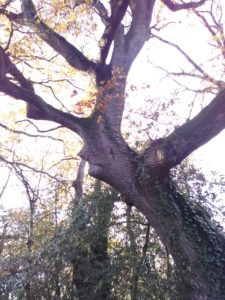Un visage dans un vieux chêne : l'âme de l'arbre ?