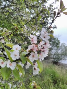 Fleurs de merisier