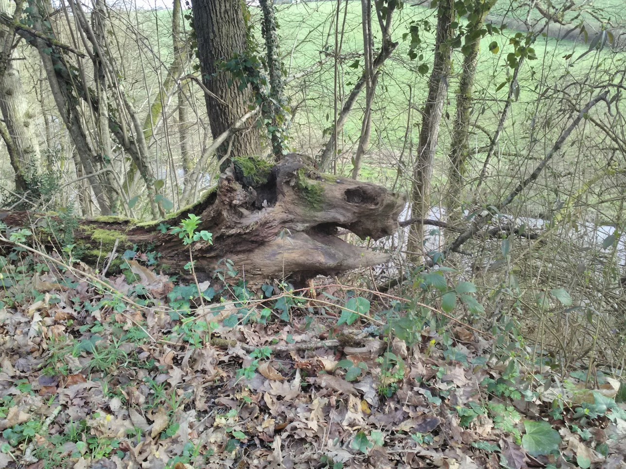 Une tête de dragon, dans un tronc d'arbre
