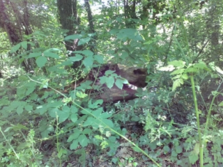 Une tête de dragon, cachée dans l'herbe