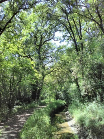 Chemin de randonnée aux Arcades : chênes et dragons ! Chemin de randonnée aux Arcades : chênes et dragons !