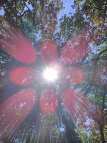 Magnifiques orbes en voulant prendre en photo la cime d'un chêne Magnifiques orbes en voulant prendre en photo la cime d'un chêne