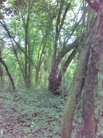Le tronc, au milieu de la photo : un visage d'un homme barbu ! Le tronc, au milieu de la photo : un visage d'un homme barbu !