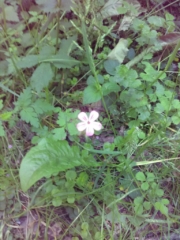 Fleur de Géranium Robert