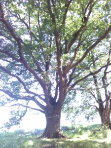 Chêne Merle ou Chêne de Merlin