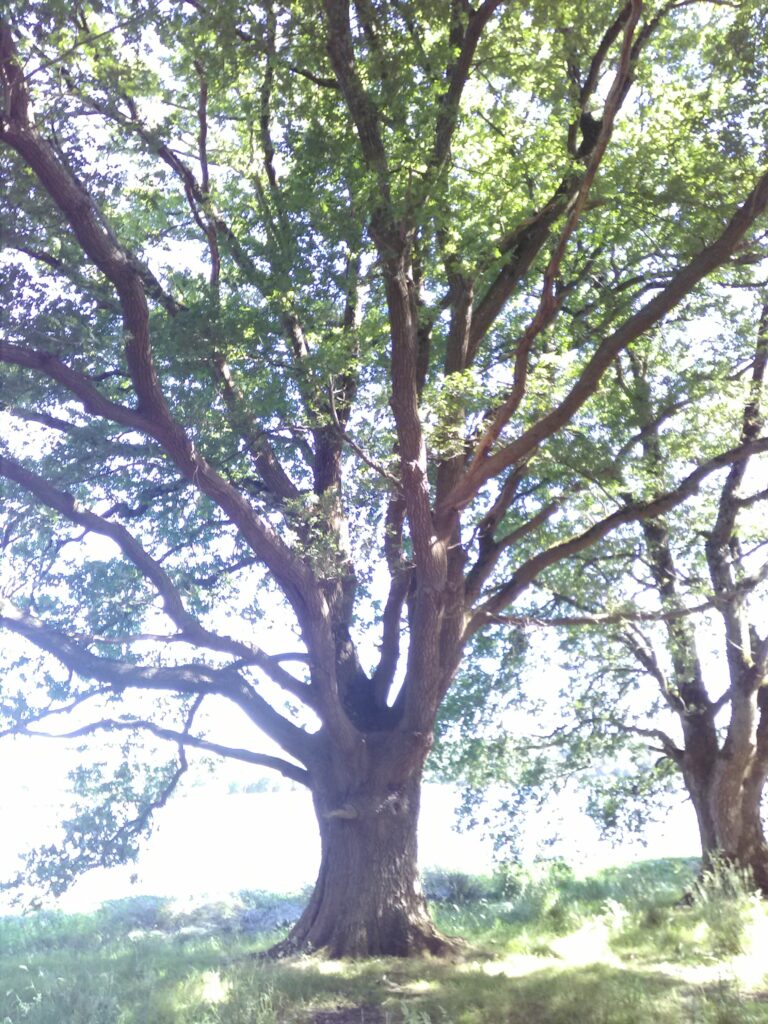Chêne Merle ou Chêne de Merlin