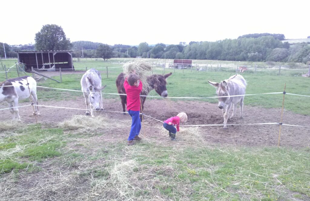 S'épanouir avec les ânes
