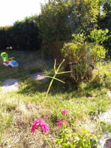 Un phasme sur une vitre de ma véranda