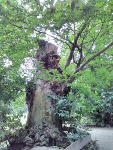 Le châtaignier de la Roche aux Fées à Essé