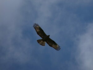 Buse variable, symbole d'élévation spirituelle