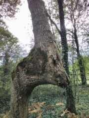 Cheval ou dragon ? (lac de Vioreau)