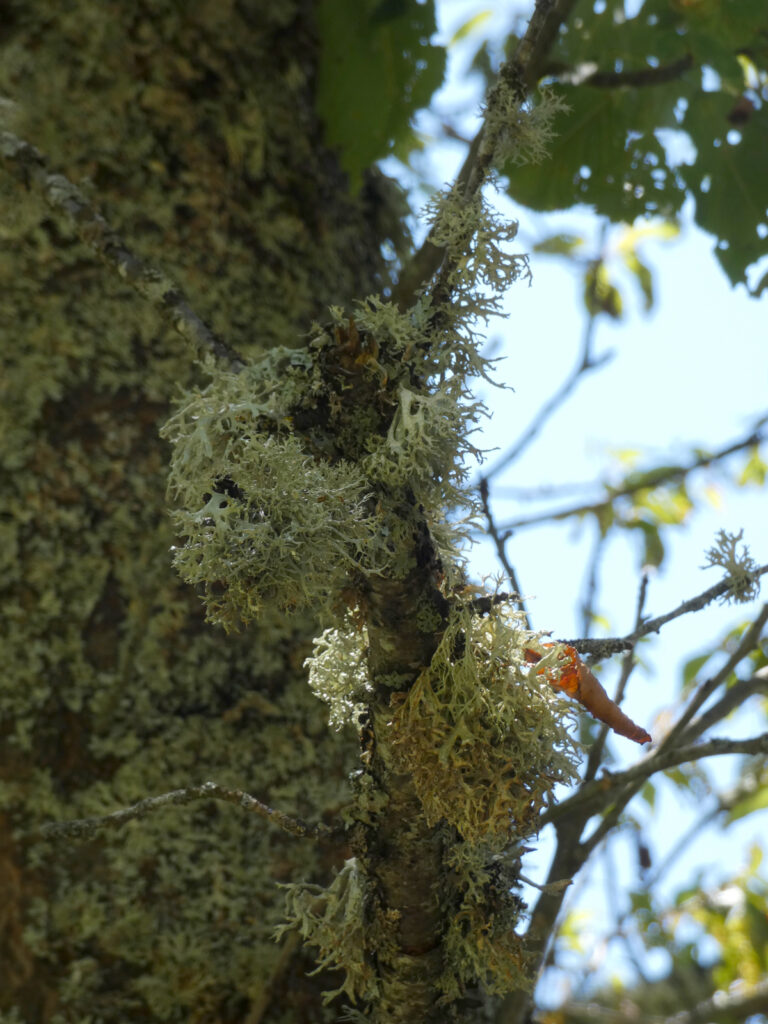 Lichens sur les branches d'un arbre à Ardengost