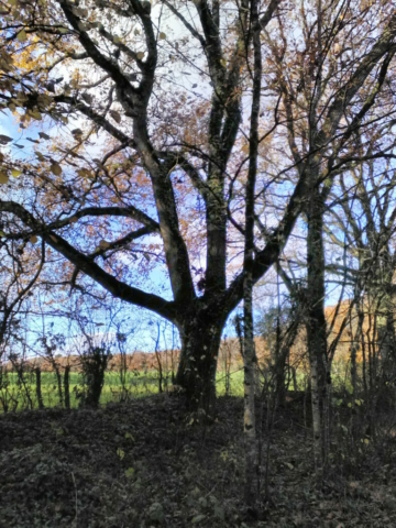 Une main géante sortant de terre ? (étang de la Provostière) Une main géante sortant de terre ? (étang de la Provostière)