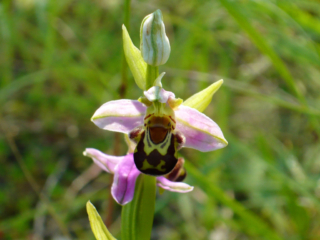 Orchidée abeille : un lutin facétieux ?
