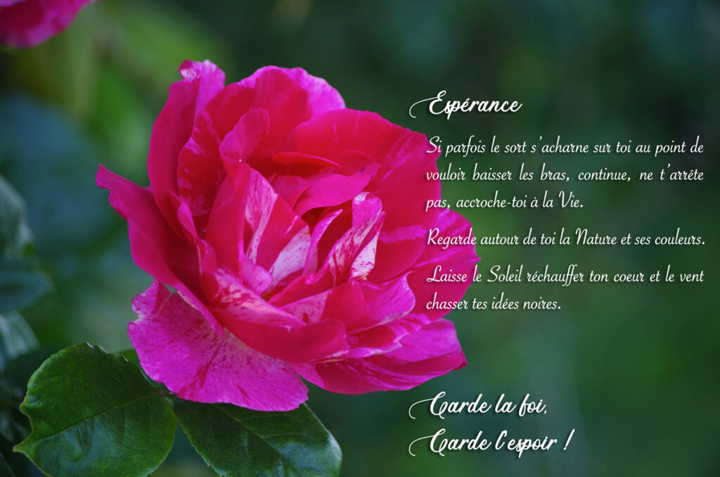 Cultiver l'espoir comme une belle rose de mai